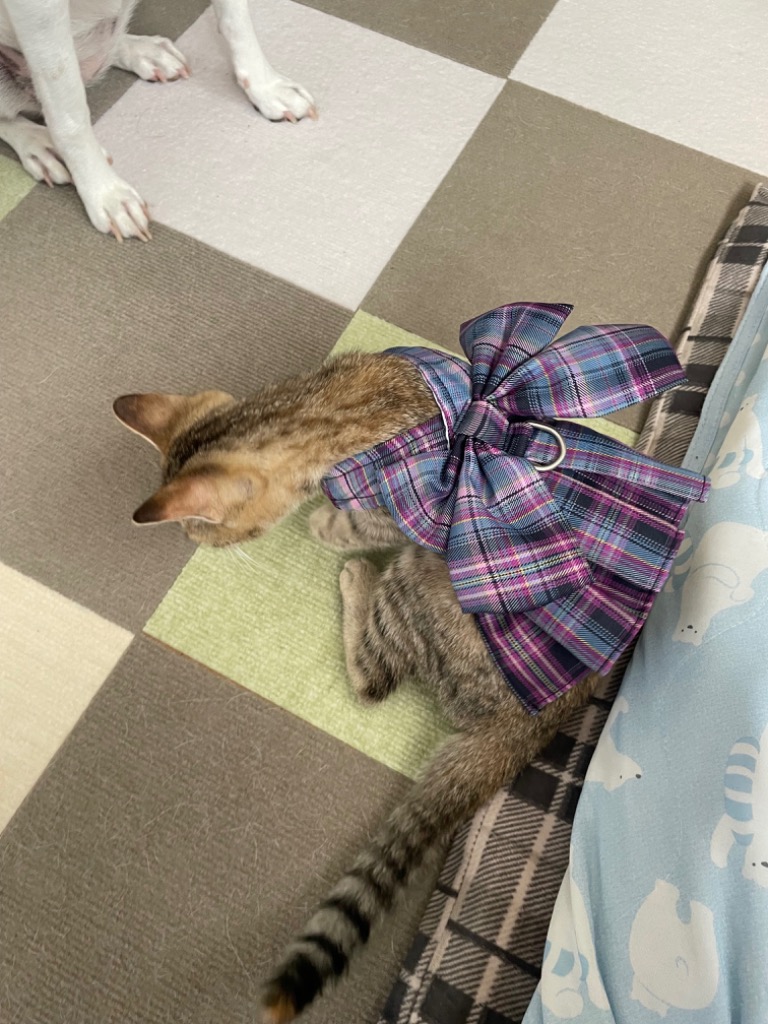 レビュー画像