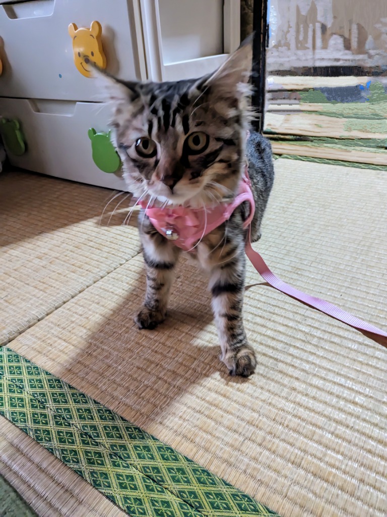 レビュー画像