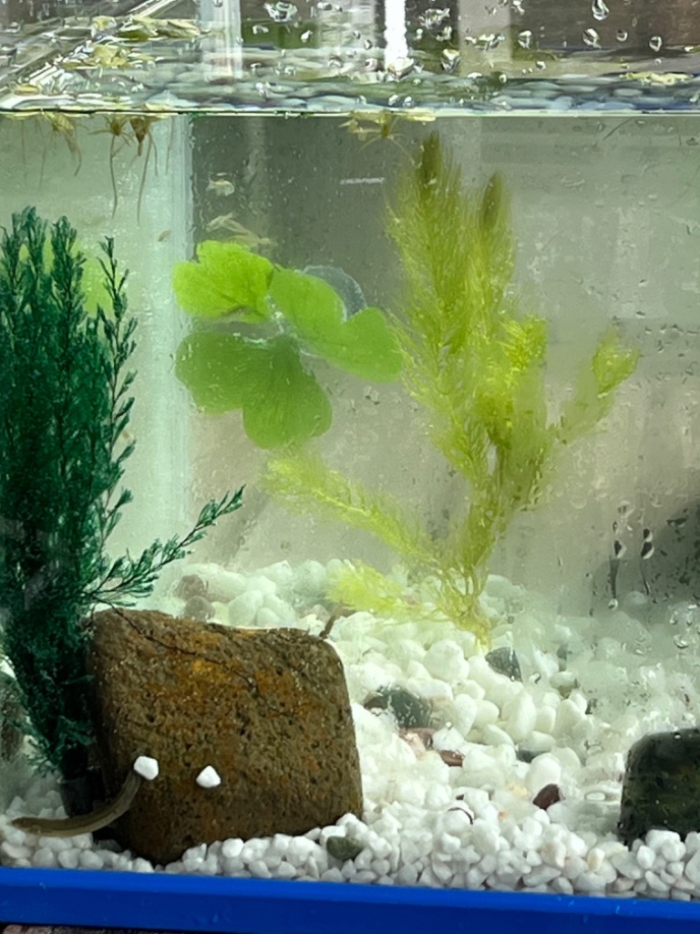 1件目のレビュー画像 | 1