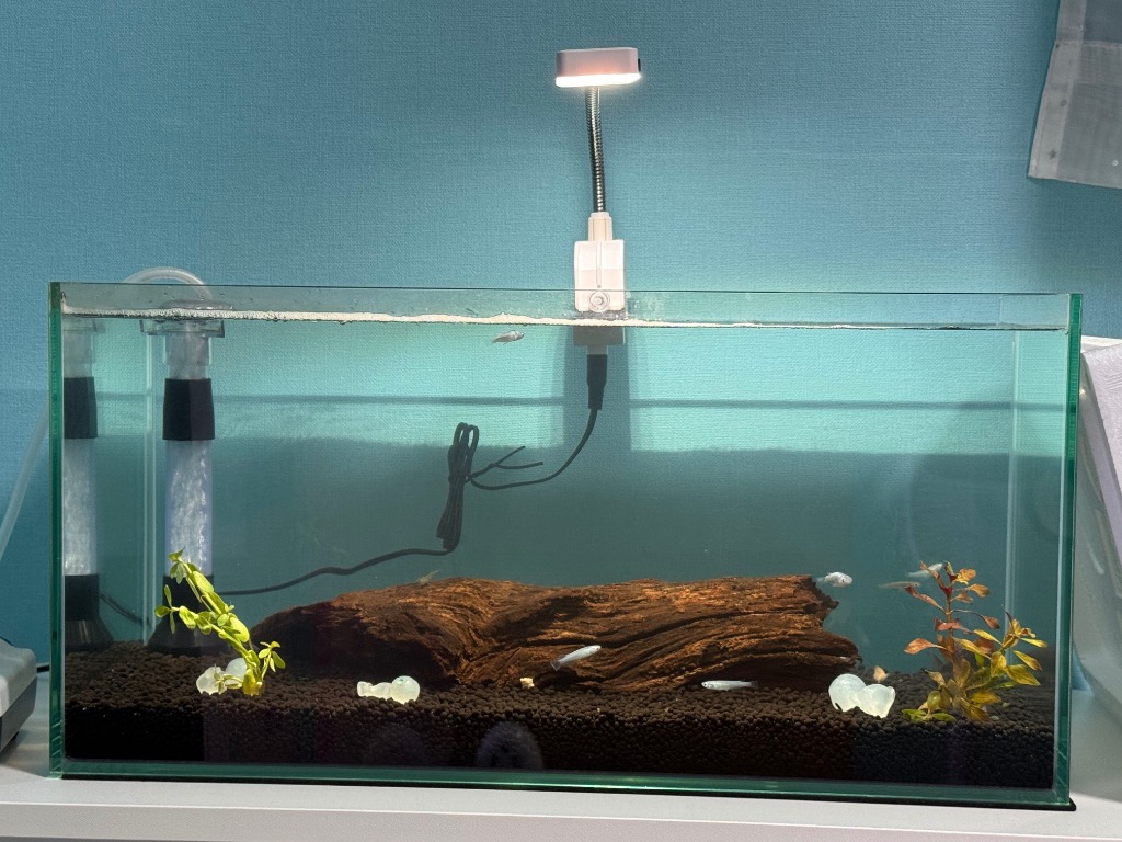 1件目のレビュー画像 | 0