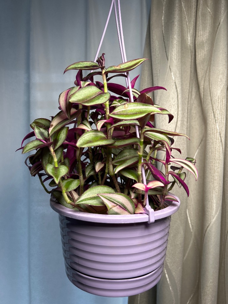 観葉植物 トラディスカンチア セブリナ クオーダリー 6号
