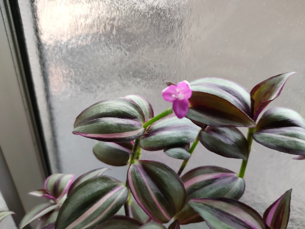 観葉植物 トラディスカンチア セブリナ クオーダリー 6号