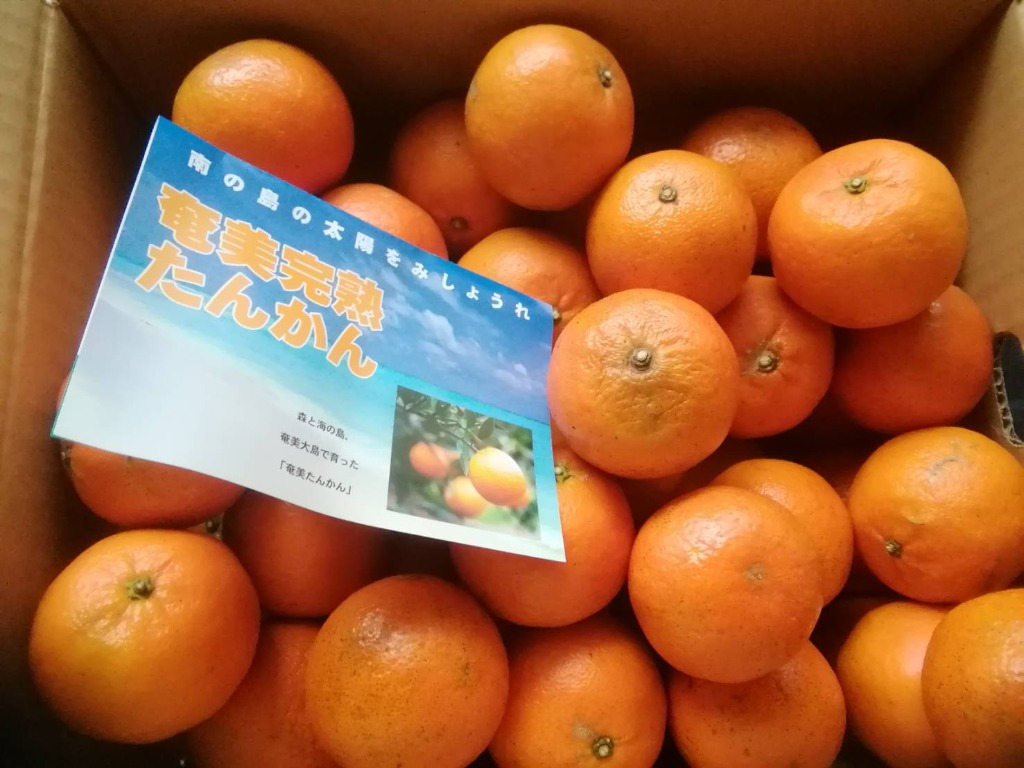 奄美大島産 奄美完熟 たんかん 5kg ご家庭用 Sサイズ 【訳あり