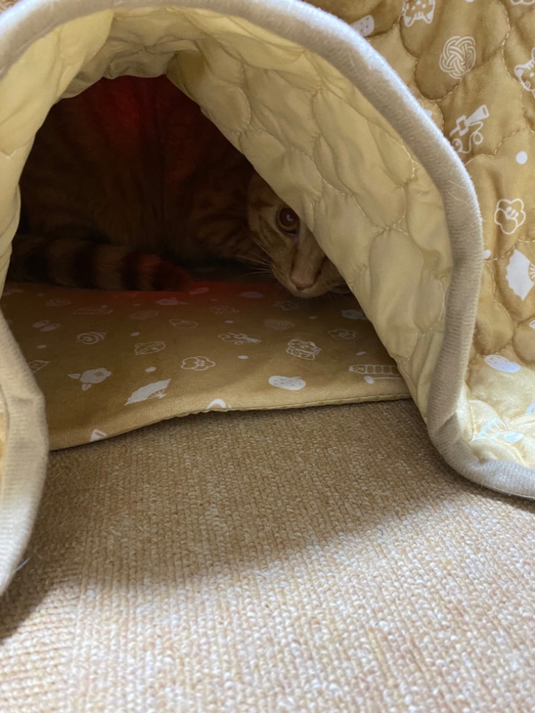 ニャンタクラブ [土日祝も12時までの注文で即日発送] 猫用こたつ