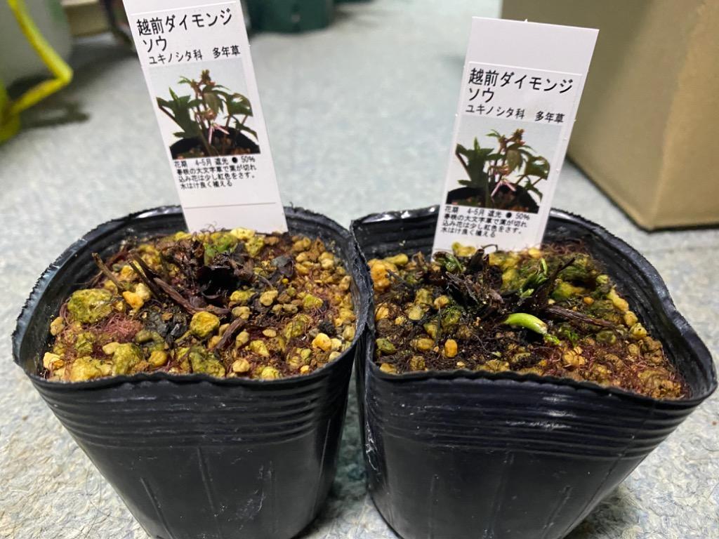 越前文山★彩色★竹箕形鉢★盆栽・山野草 越前文山☆彩色☆竹箕形鉢☆盆栽・山野草