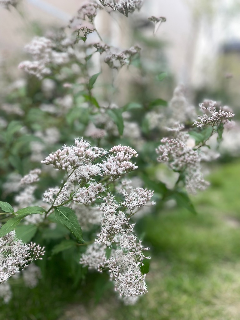山野草 藤袴ガチャ⑤ 白いフジバカマ 抜き苗 楽天市場】フジバカマ 苗 白花 3.5号 藤袴 山野草 宿根草 秋の花