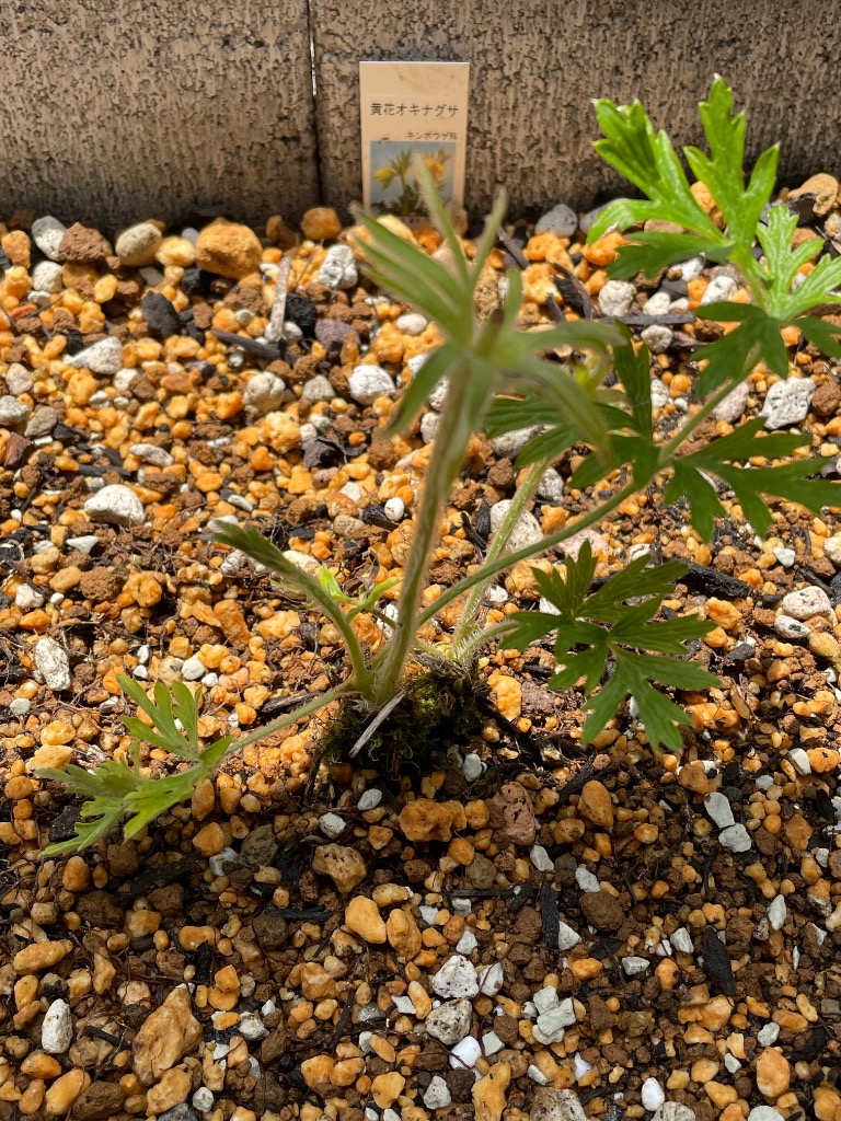 黄花翁草 キバナオキナグサ 山野草 : やまおか碧山苑ヤフー店
