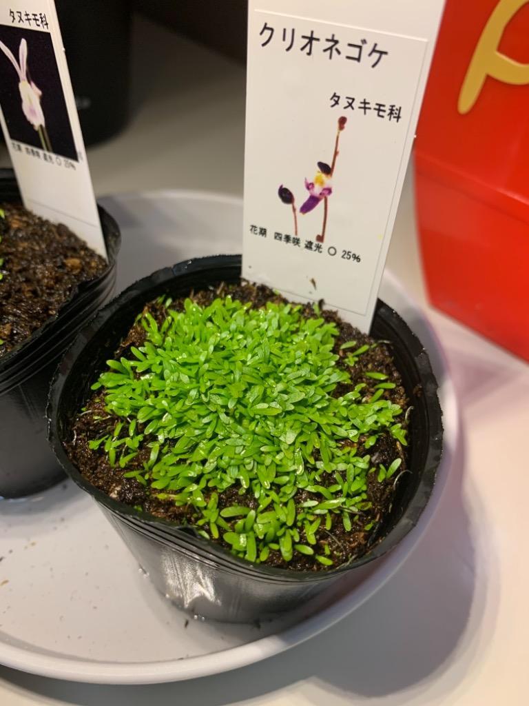 クリオネゴケ 食虫植物 アクアリウム :kurione:やまおか碧山苑ヤフー店 通販 