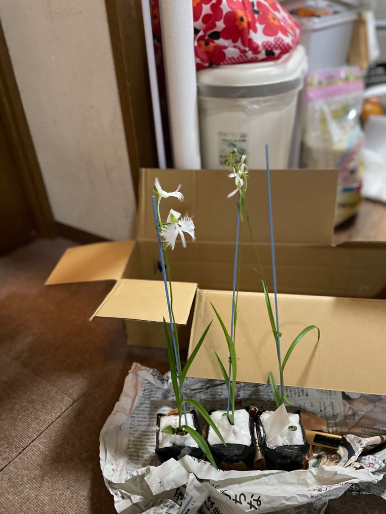 サギソウ 大 球根 鷺草球根 開花予定球10球 青葉種 山野草 サギソウ 大 球根 鷺草球根 開花予定球10球 青葉種 山野草