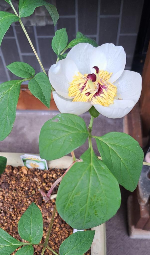ヤマシャクヤク 茶花 山野草 : やまおか碧山苑ヤフー店 - 通販