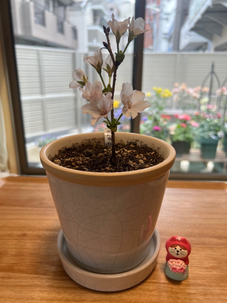 レア★コンコンブル 桜 10点セット ノーティー ミニチュア 廃盤品 希少 ラスト1点 コンコンブル デコレ 希少品 レア 座れる桜 - メルカリ