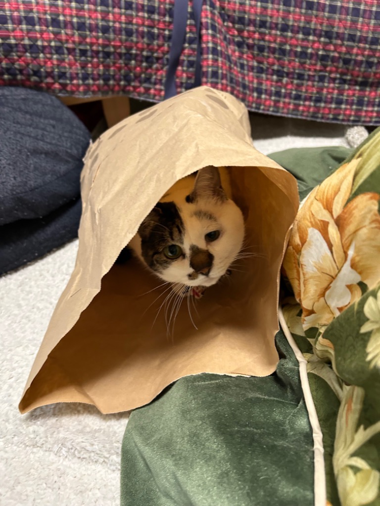 爆買 / ポーチ ｜ KANKAN アニマル 鳥 ダイカット 刺繍ポーチ