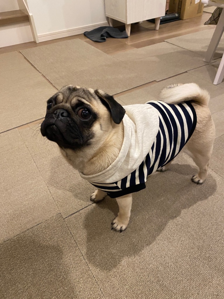 フレンチブルドッグ 服 パグ おしゃれ かわいい 中型犬 春夏秋冬 究極