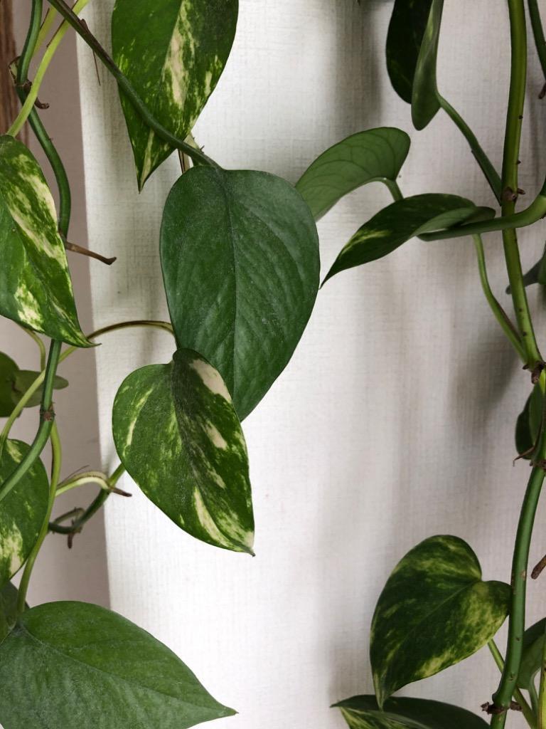 1件目のレビュー画像 | 0