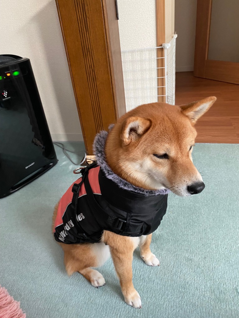 レビュー画像