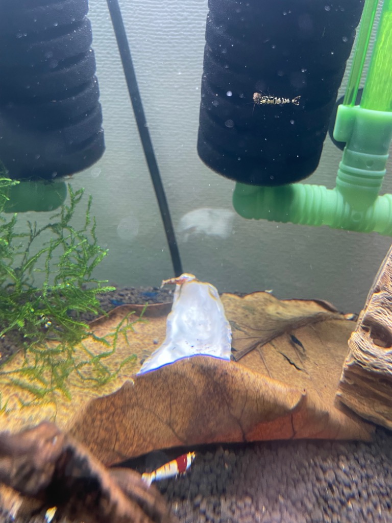 沖縄県産無農薬 マジックリーフ（1袋：5枚入り） : 姫えびす