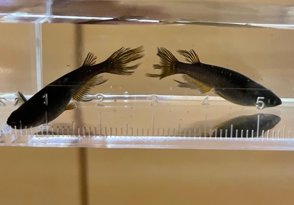 【FAG】上級種親 黒蜂ヒレ長 （ブラックキング）2ペア 現物販売ブラックキング 2ペア (レア品種) | 生産直売 弥富めだかの