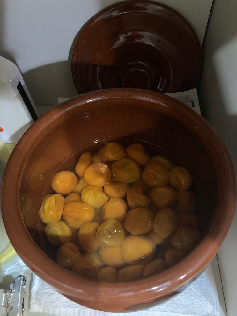 冷蔵）青森の色梅（完熟梅）[豊後梅ぶんごうめ]2L〜3Lサイズ混合