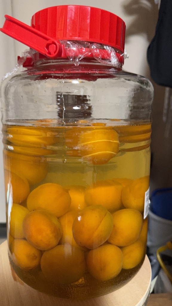 冷蔵）青森の色梅（完熟梅）[豊後梅ぶんごうめ]4L〜5Lサイズ混合