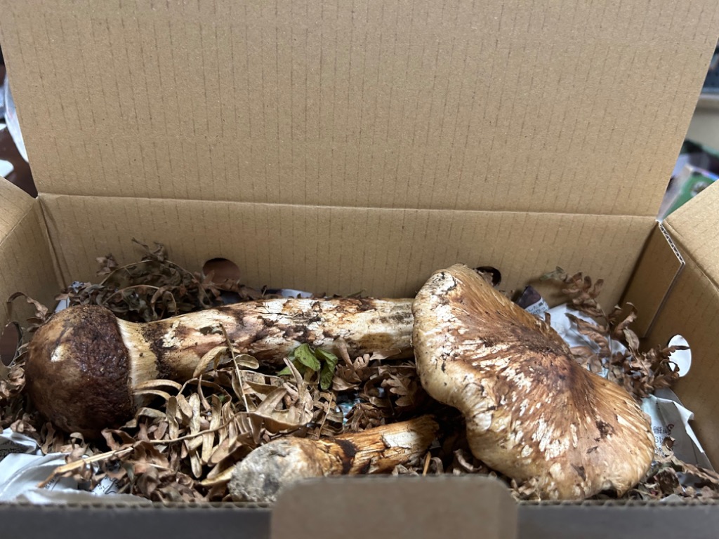 10/7採れ② 岩手県産 松茸 850g 11本 楽天市場】獲れ次第順次発送中 岩手県産 訳あり 松茸 300g (開き
