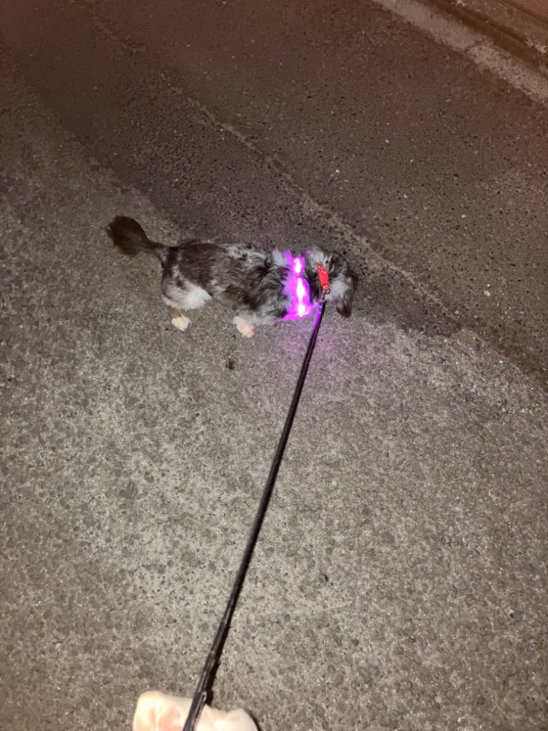 レビュー画像