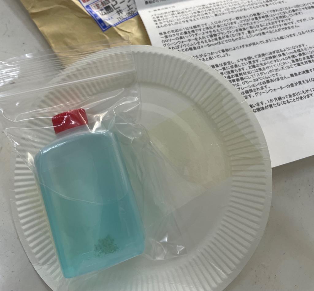 めだか 花魁 卵 30個＋α 広島産 黄三色体外光 改良 : 広島
