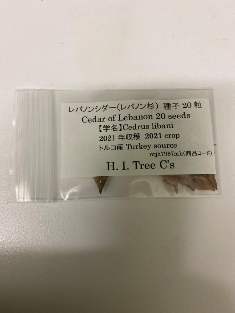 レバノンシダー（レバノン杉）種子20粒 Cedar of Lebanon 20 seeds :ntjh7987mh:H.I.Tree C's  Yahoo!店 - 通販 - Yahoo!ショッピング