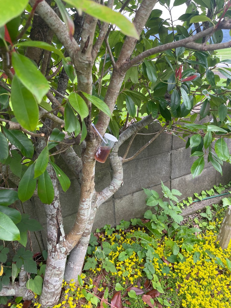 1件目のレビュー画像 | 0