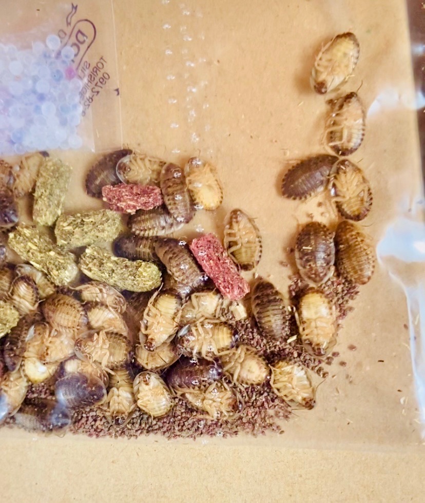 全体のレビュー画像 | 0-1