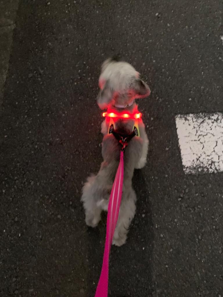 レビュー画像