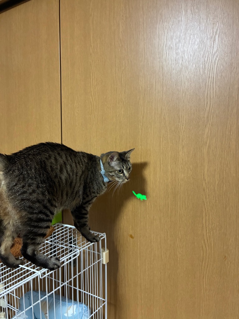 全体のレビュー画像 | 0-0