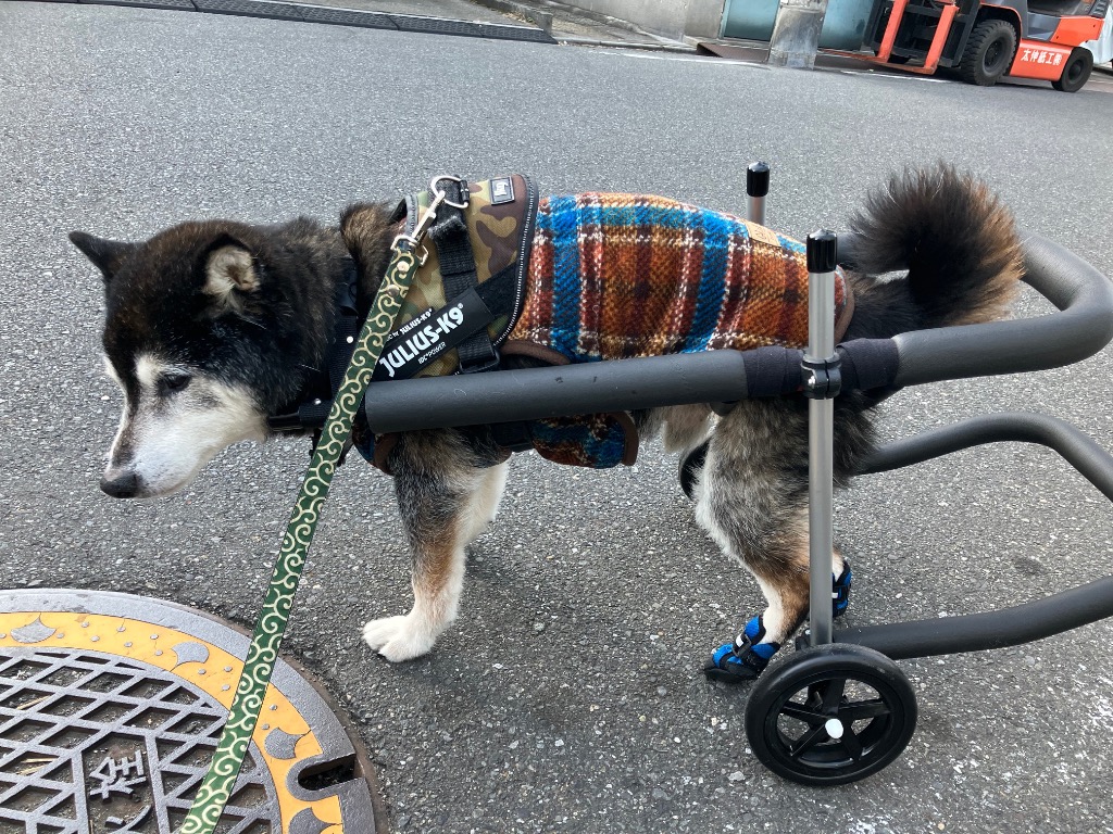 歩犬舎　犬用車椅子歩行器中型犬用オーダーメイド２輪老犬介護　新品 犬用車椅子（歩行器）・猫用車椅子（歩行器）｜歩犬舎