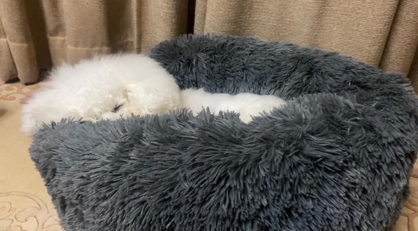 ペットベッド 犬 猫 ペットクッション M 洗える 暖かい ペットマット ペット 冬 長毛 猫用 小型犬用 ベッド ふわふわ かわいい ふかふか 円形  エアコン対策 :JAB0P1FG6M:HOME SMILE 通販 