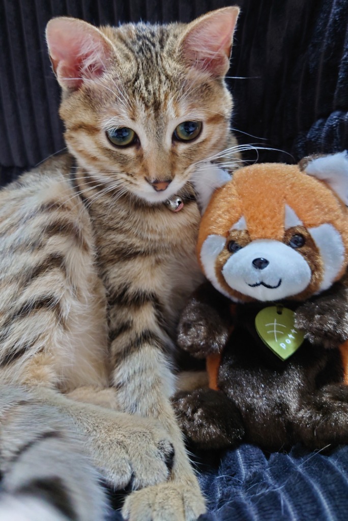 Potte レッサーパンダ ぬいぐるみ サン・アロー : HONDA STORE