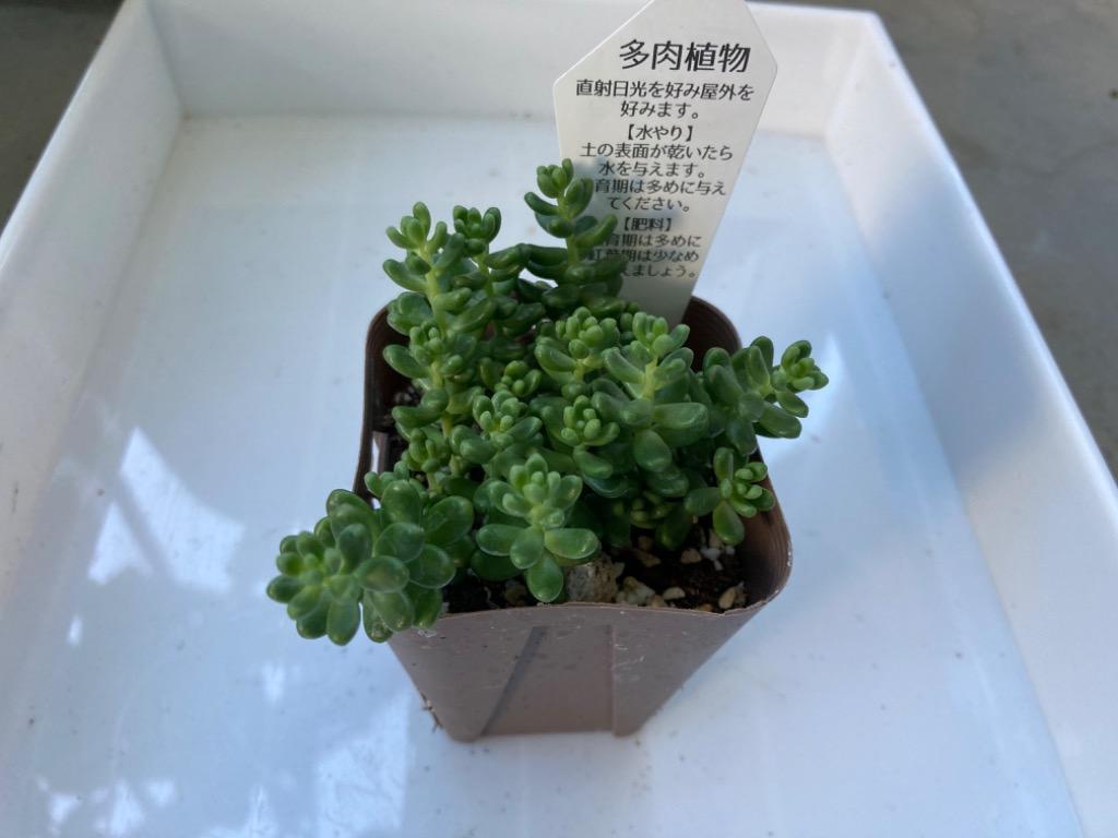 多肉植物 セダム 白花タイトゴメ 7.5cmポット苗 : ハニーミント - 通販