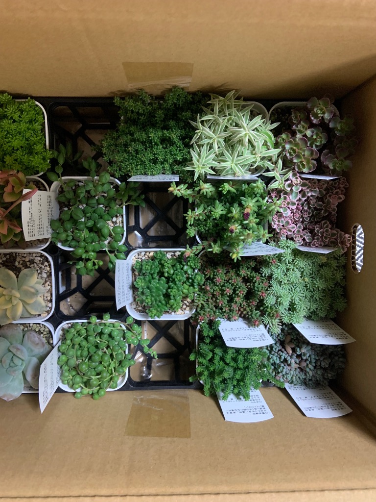 多肉植物 セダム 白花タイトゴメ 7.5cmポット苗 : ハニーミント - 通販