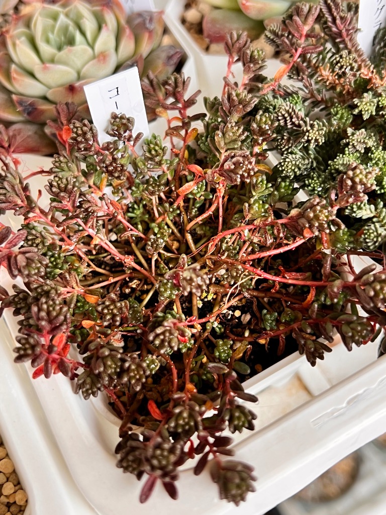 多肉植物 セダム コーラルカーペット（六条万年草） 7.5cmポット苗