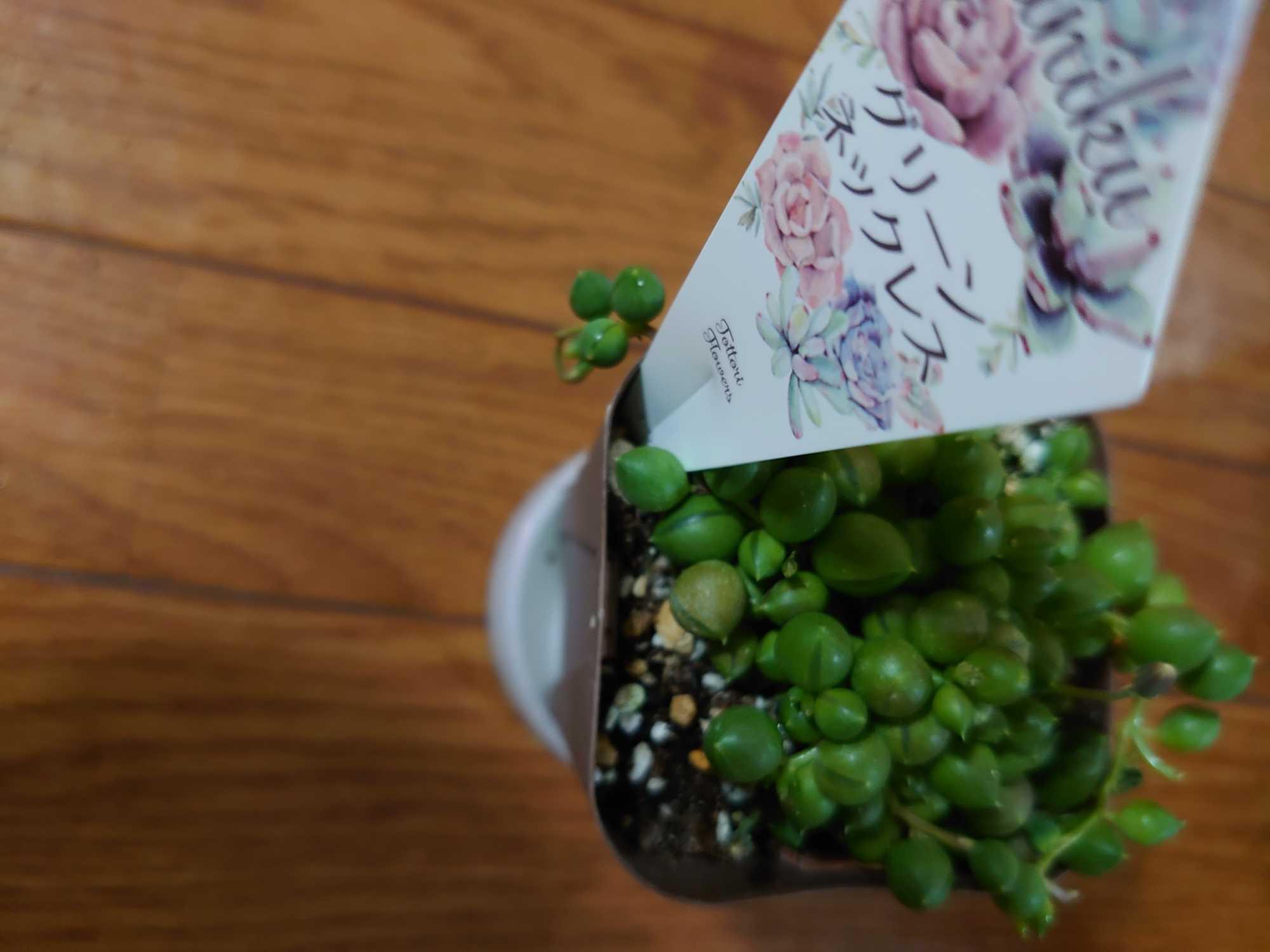 sale♪ セネシオグリーンネックレス2 多肉植物 セネシオ グリーンネックレス 7.5cmポット苗 : ハニー