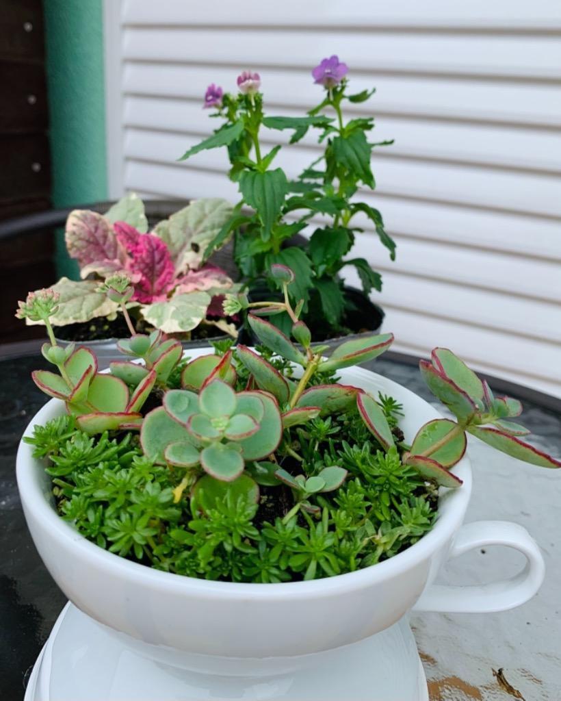 アジュガ苗　確認用 当店農場生産】アジュガ トリカラー 9cmポット苗 グランドカバー