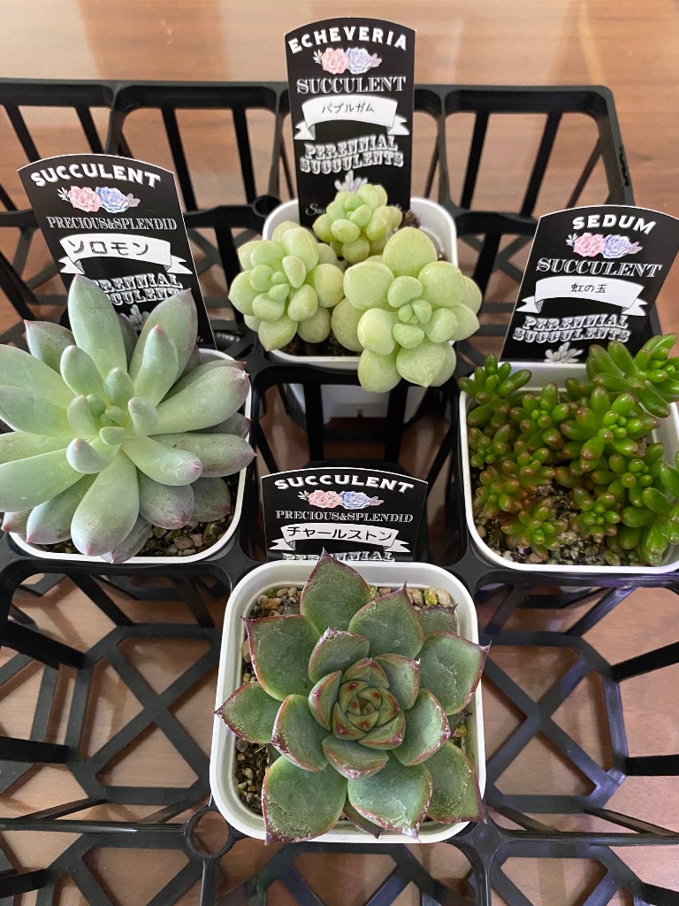 多肉植物 セダム 虹の玉 7.5cmポット苗 : ハニーミント - 通販 - Yahoo