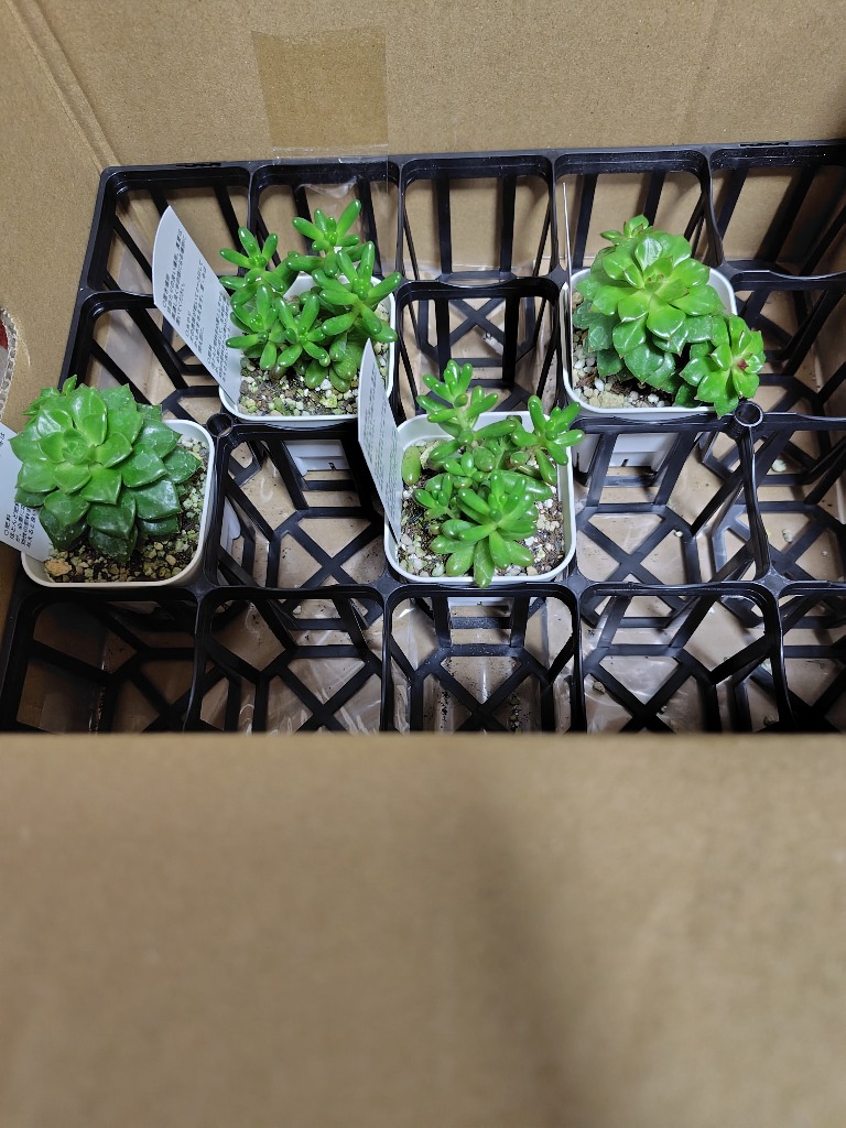 多肉植物 セダム 虹の玉群生 7.5cmポット苗 : ハニーミント - 通販