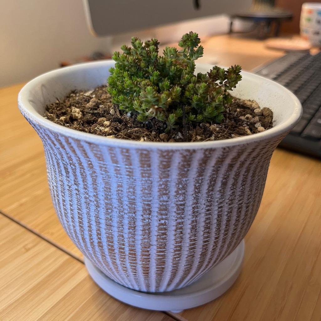 多肉植物 セダム(極細葉) モリムラ万年草 7.5cmポット苗 多肉植物 セダム(極細葉) モリムラ万年草 7.5cmポット苗
