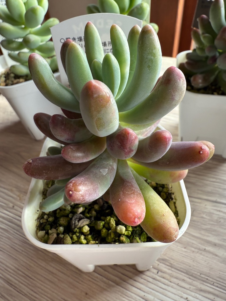 多肉植物 セダム 恋心 7.5cmポット苗 : ハニーミント - 通販 - Yahoo