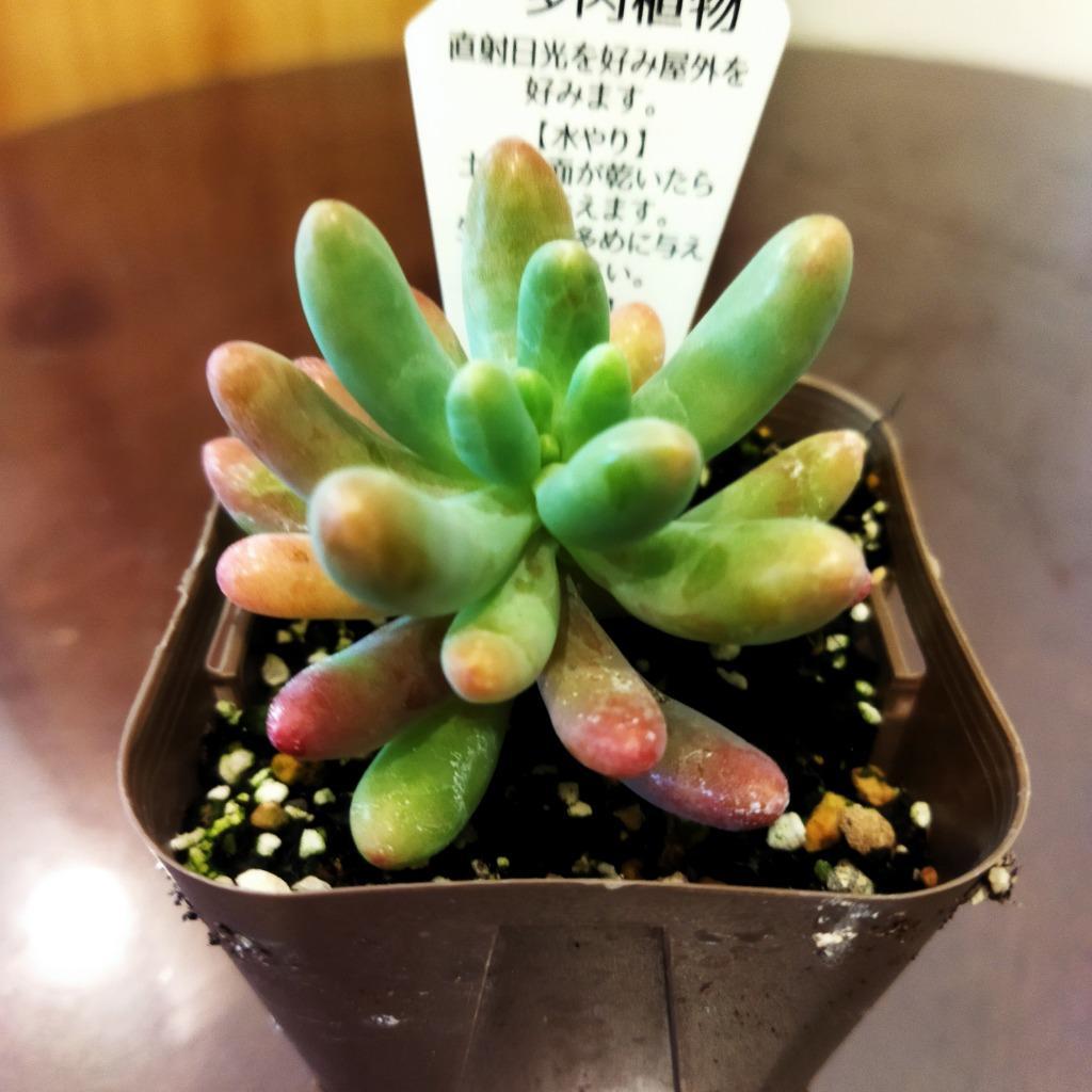 多肉植物 セダム 恋心 7.5cmポット苗 : 10001436 : ハニーミント - 通販 - Yahoo!ショッピング