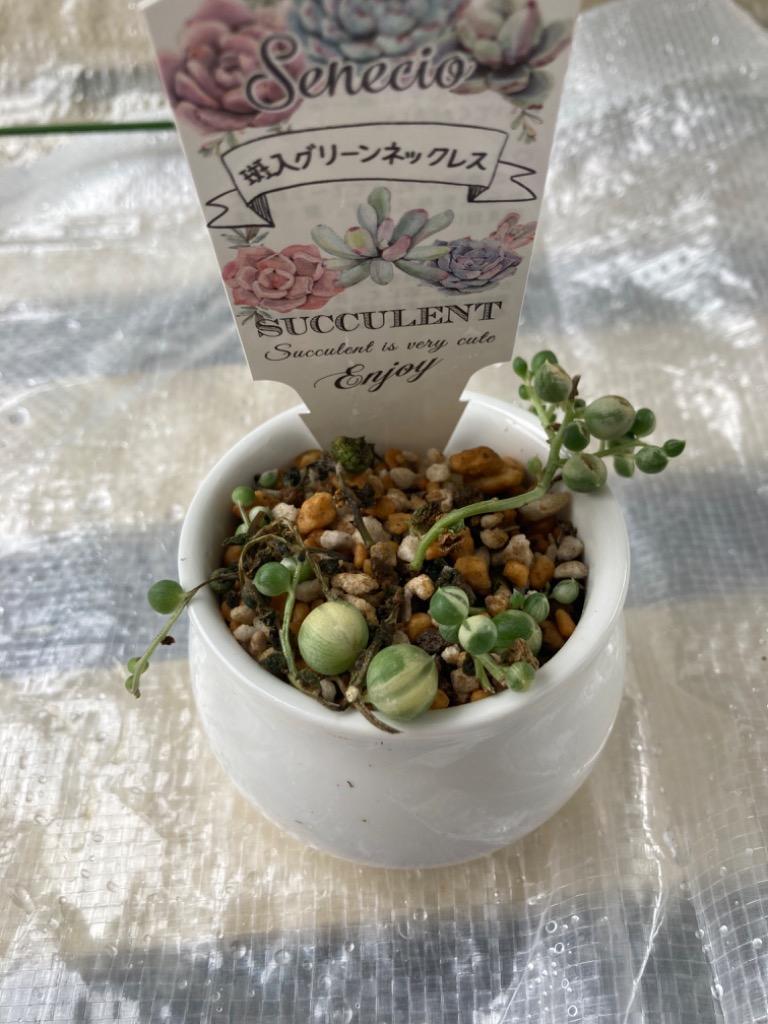 グリーンネックレス 楽天市場】グリーンネックレス Mix ミックス 多肉植物 観葉植物