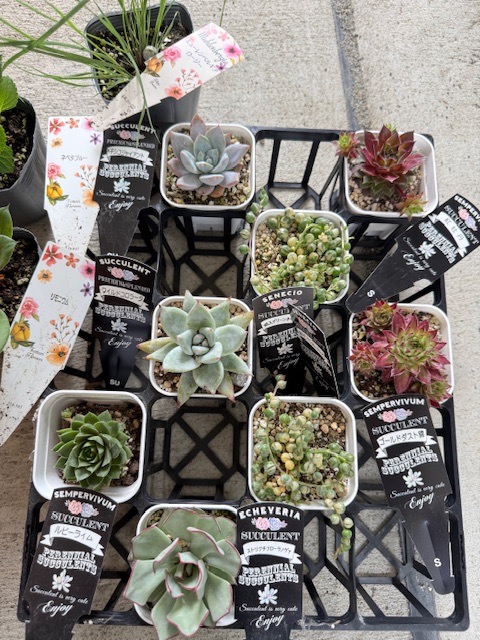 多肉植物 セネシオ 斑入グリーンネックレス 7.5cmポット苗