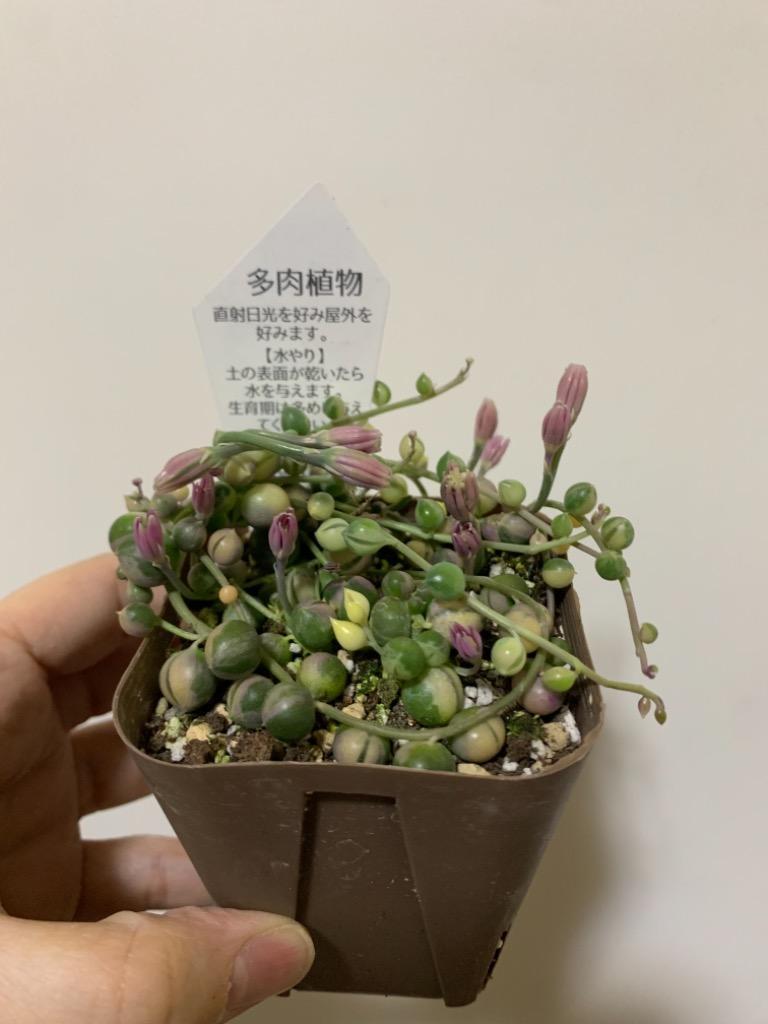 sale♪ セネシオグリーンネックレス2 多肉植物 セネシオ 斑入グリーンネックレス 7.5cmポット苗