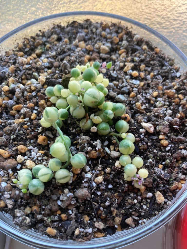 ミントグリーン ネックレス　ヴィンテージ パーティー　ジルコニア 楽天市場】【当店農場生産】多肉植物 セネシオ グリーン