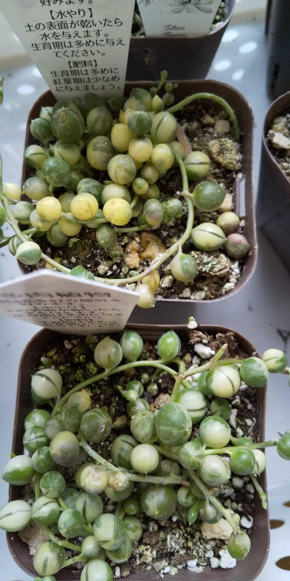 多肉植物 セネシオ 斑入グリーンネックレス 7.5cmポット苗