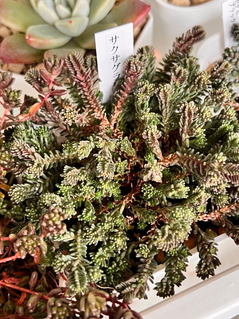 多肉植物　専用 多肉植物 セダム サクサグラレ モスグリーン 7.5cmポット苗